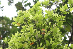 Elaeocarpus serratus